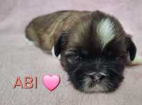 Sunia Shih-Tzu rezerwacja