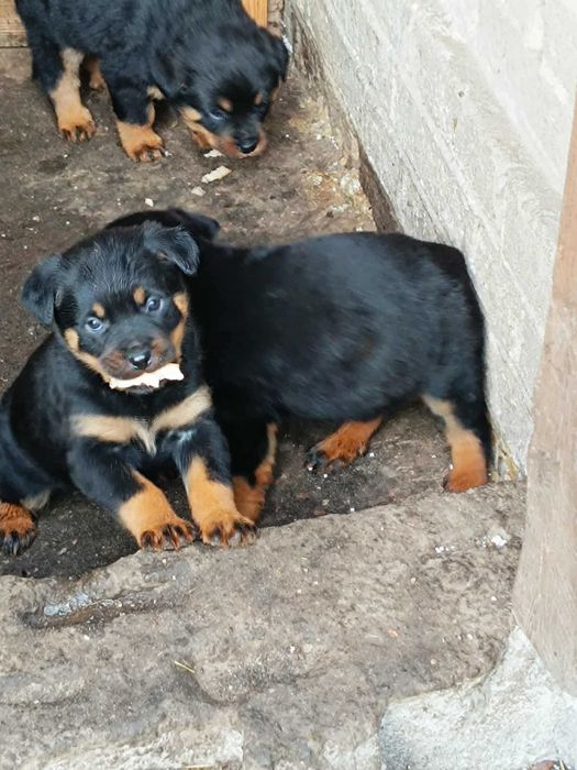 ROTTWEILER z Rodowodem