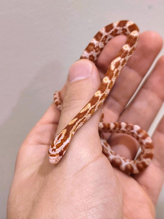 Wąż zbożowy amel RF (?) het anery scaleless ph motley/stripe samiczka