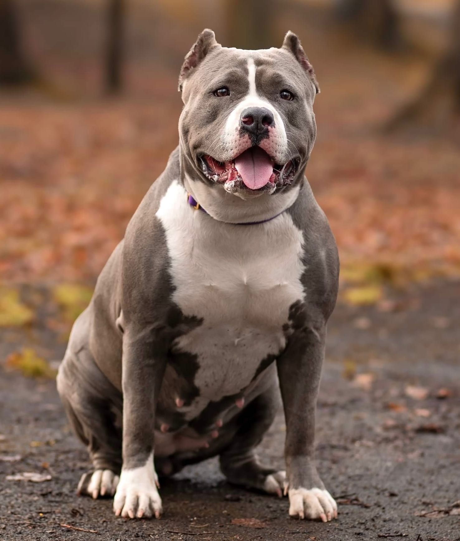 Suczka American Bully XL po utytułowanych przodkach