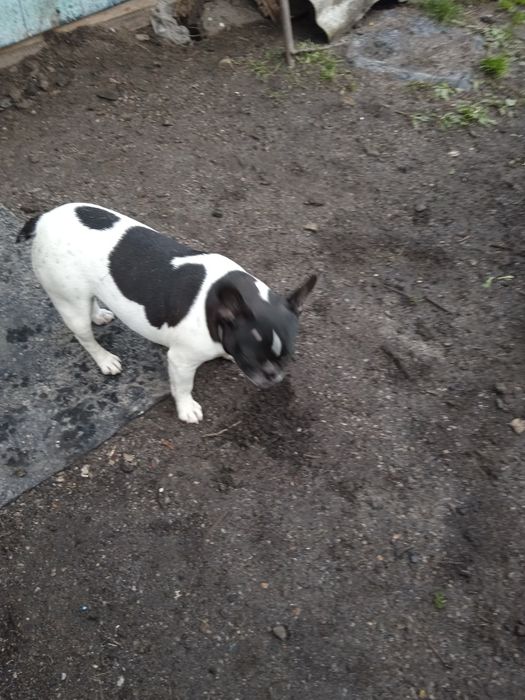 Взрослые девочки французский бульдог