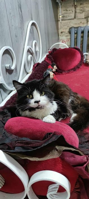 Котики из приюта,ищем семью!