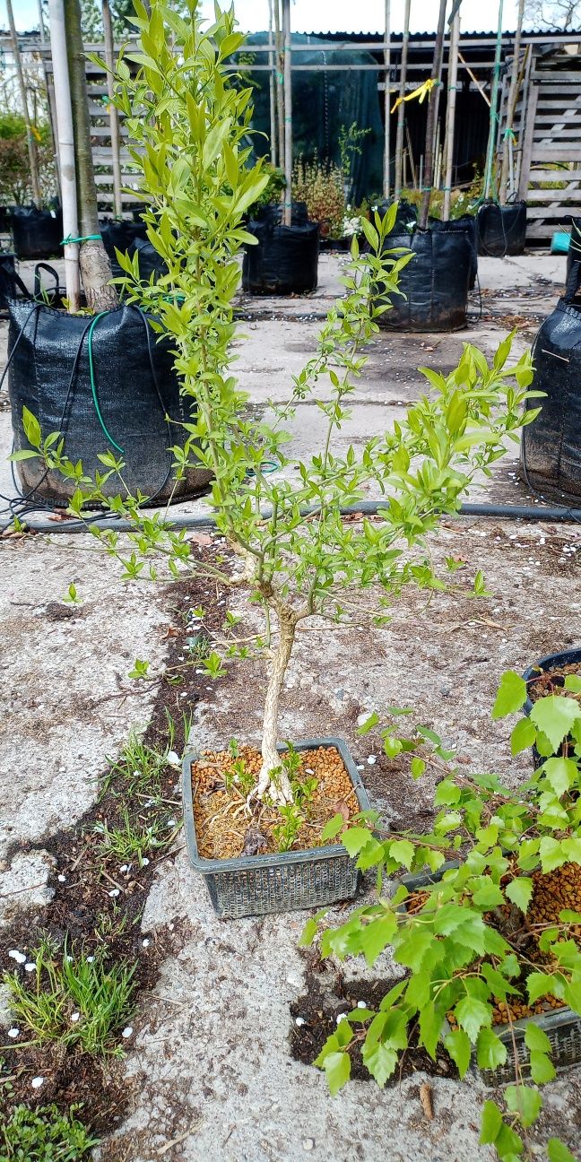 Bonsai różne  sosny itp.