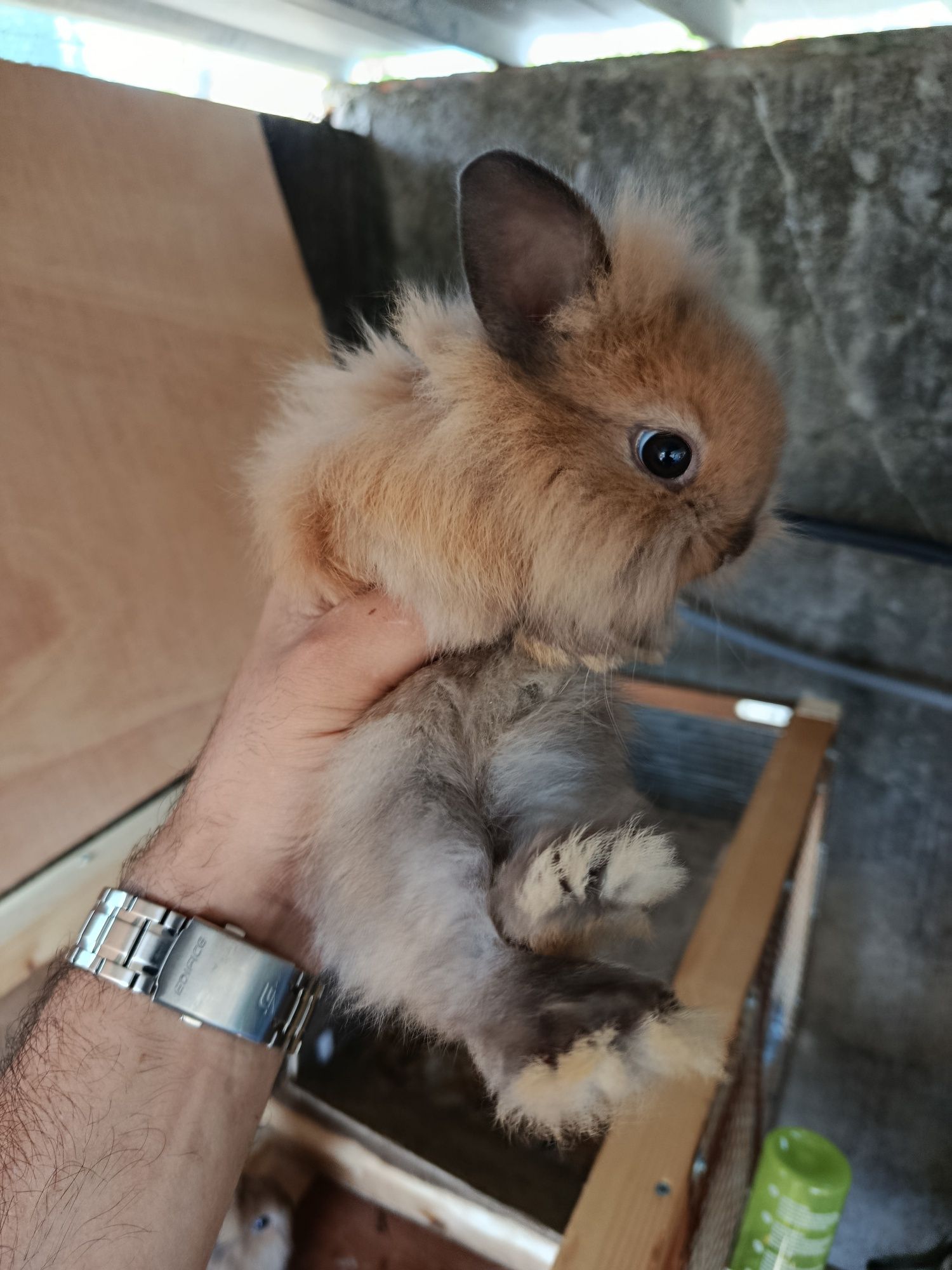 Coelhos anoes cabeça de leão, com 2 meses, pêlo comprido ou pêlo raso