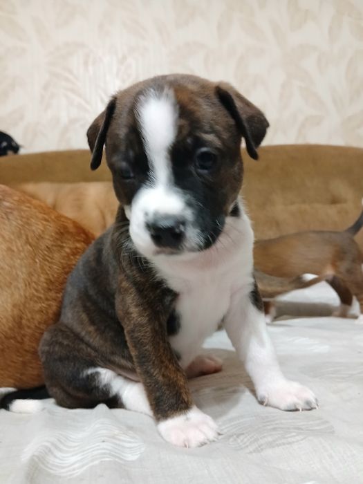 Метиси Стафа і Пітбульки