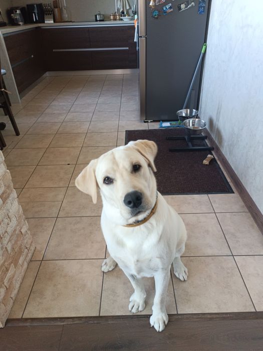 Хлопчик лабрадор в люблячі руки