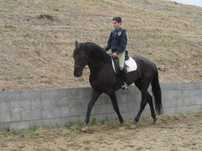 Desbaste de poldros e ensino de cavalos.