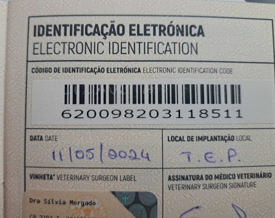 British Shorthair lilac