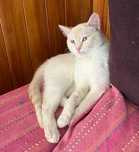 Gatinho Jovem para Adopção