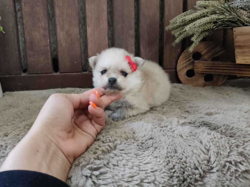 Spitz alemão menina