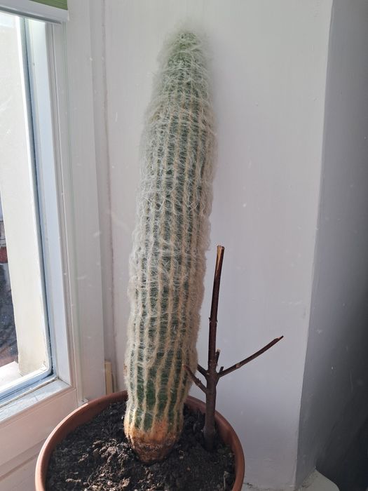 Espostoa kaktus ładny
