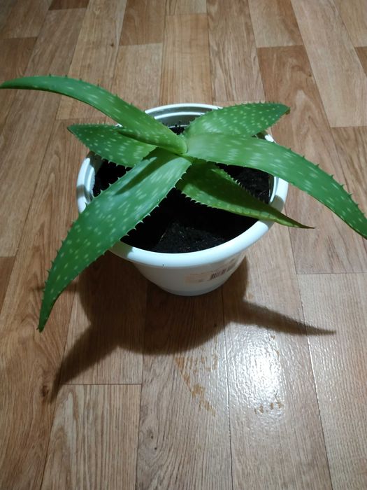 Квіти Алоє Вера товстолистий