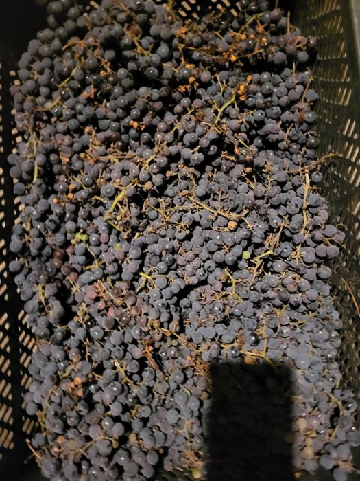 Winogrono na wino