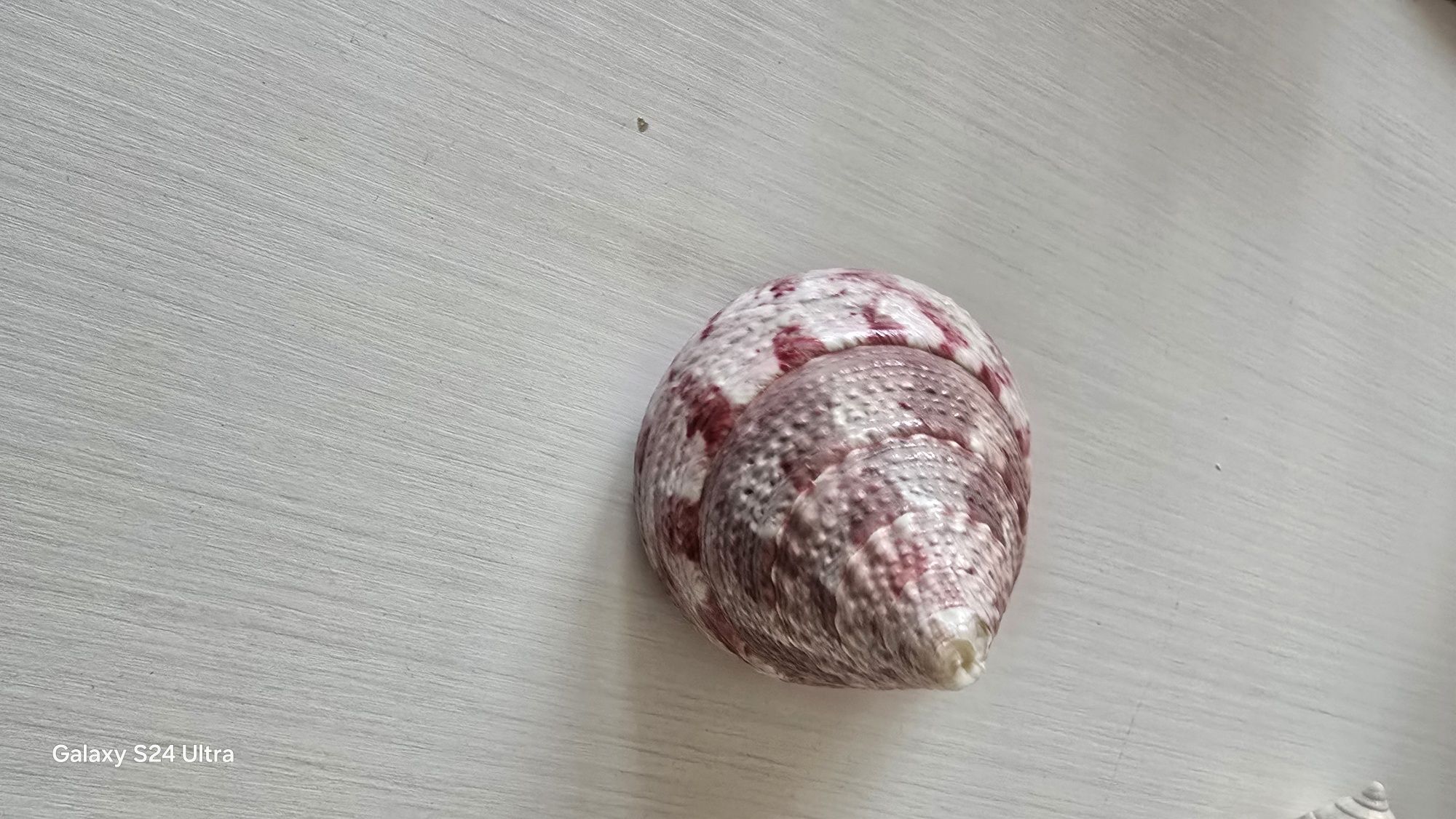 Різні морські черепашки