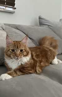 Kocurek Maine Coon