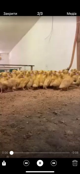 Качка мулард мулатка