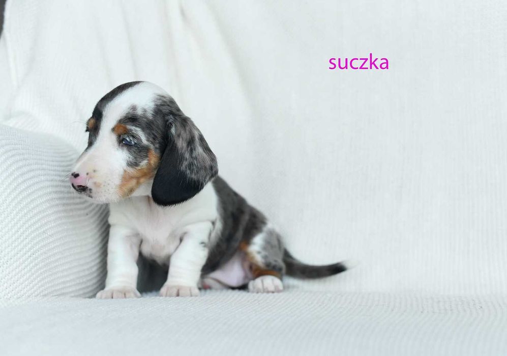 jamnik miniaturowy-rozne kolory