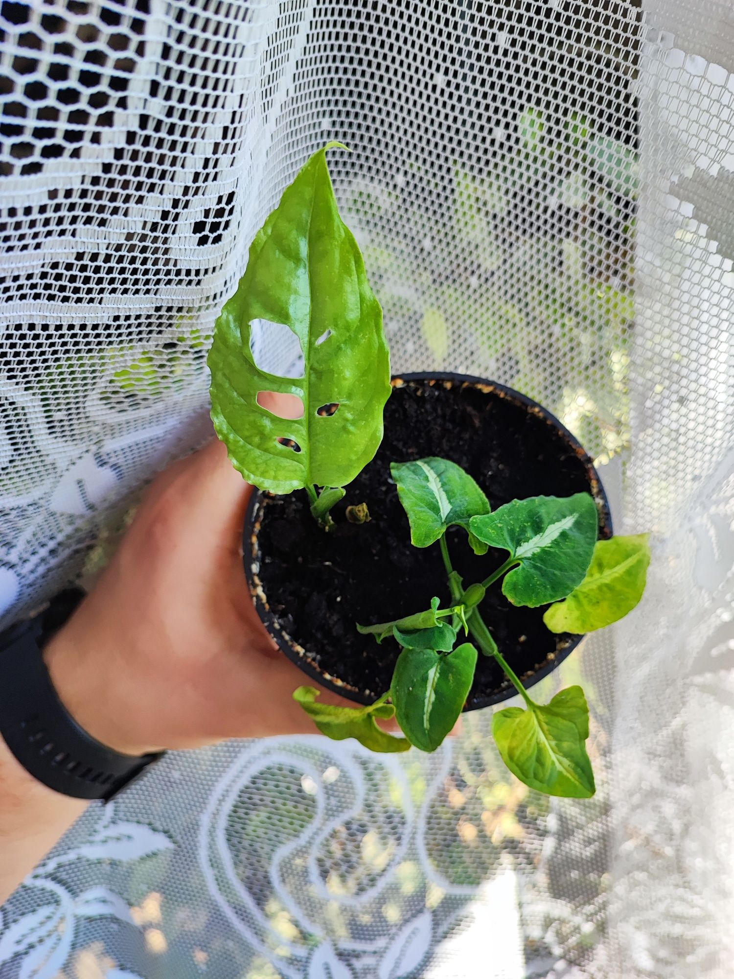 Monstera Sp.Peru + syngonium wenlandii