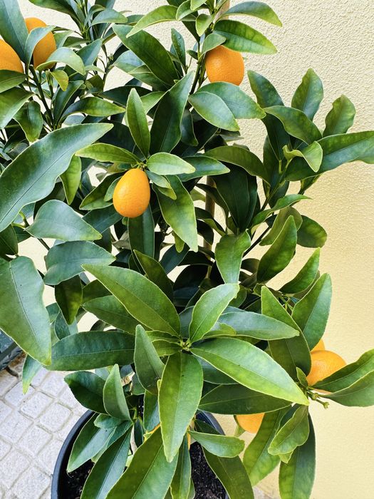 Kumquats Original Japonês com fruto - portes grátis