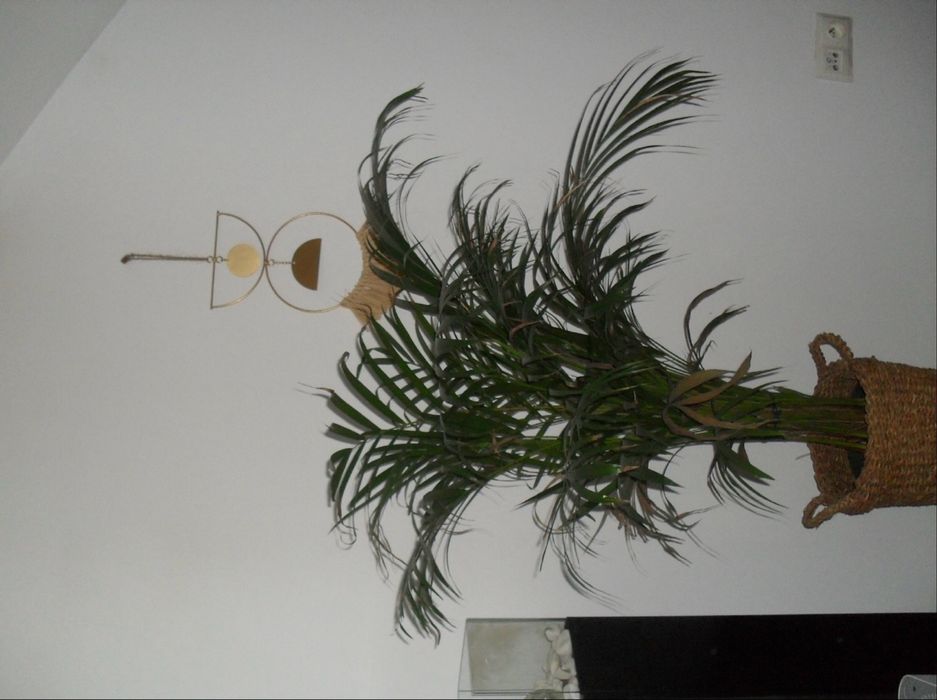 Samsung ES10 - cyfrowy aparat retro, 8.1 MP, czarny + karta 2GB