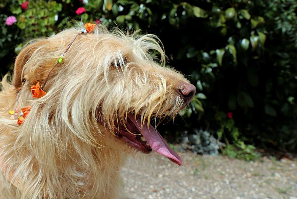 Mel - Cadela média-pequeno para adoção