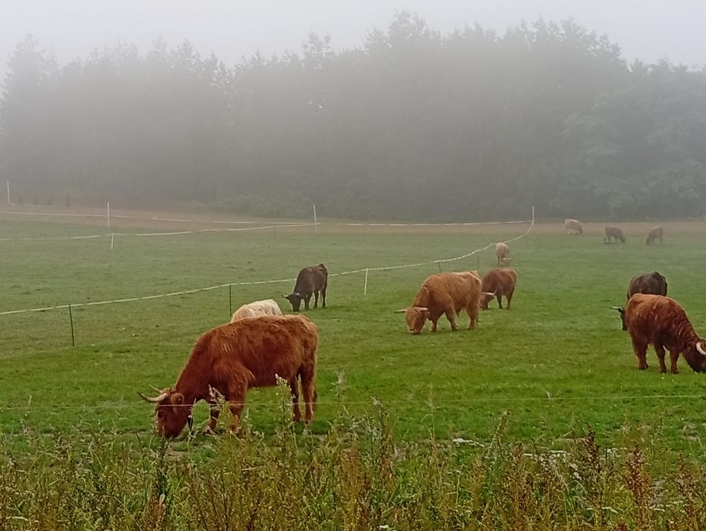 Bydło mięsne szkockie Highland stado 13szt.