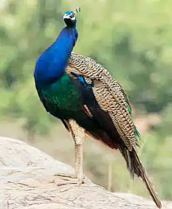 Pavão Azul Macho Adulto