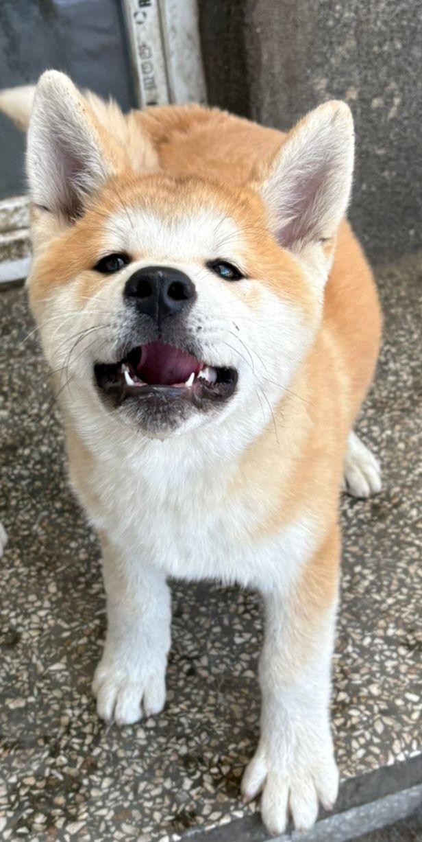 Akita Japońska (Inu) samiec nr 3
