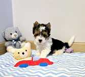 Cudowna wzorcowa perełka suczka Yorki Biewer Yorkshire Terrier York