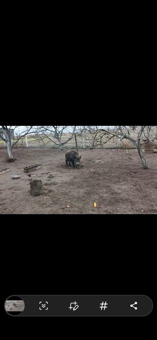 Кабан Чистокровний