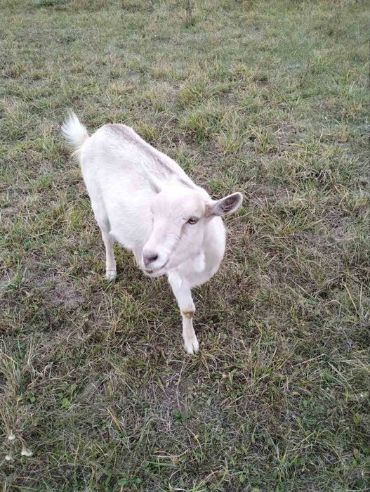 Козел 9 міс і 2 дорослі кози НА М'ЯСО