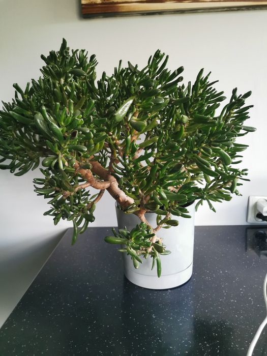 Ogromne drzewko uszy szreka crassula ovata