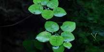 LIMNOBIUM LAEVIGATUM, Amazon frogbit – Planta aquática
