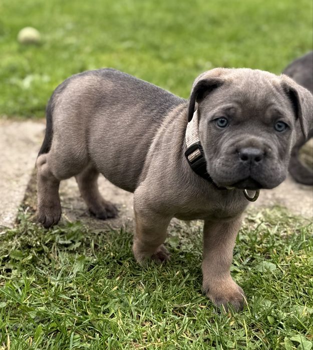 Suczka cane corso z rodowodem