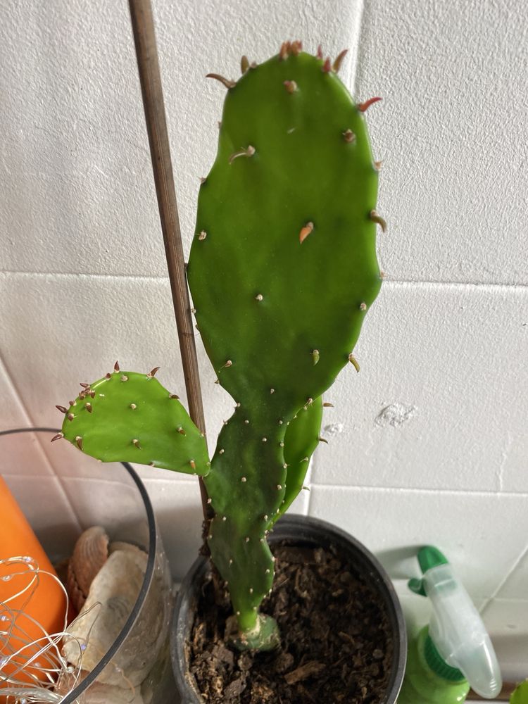 Vendo cactus muito lindo