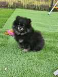 Pomeranian, szpic miniaturowy , szczenie