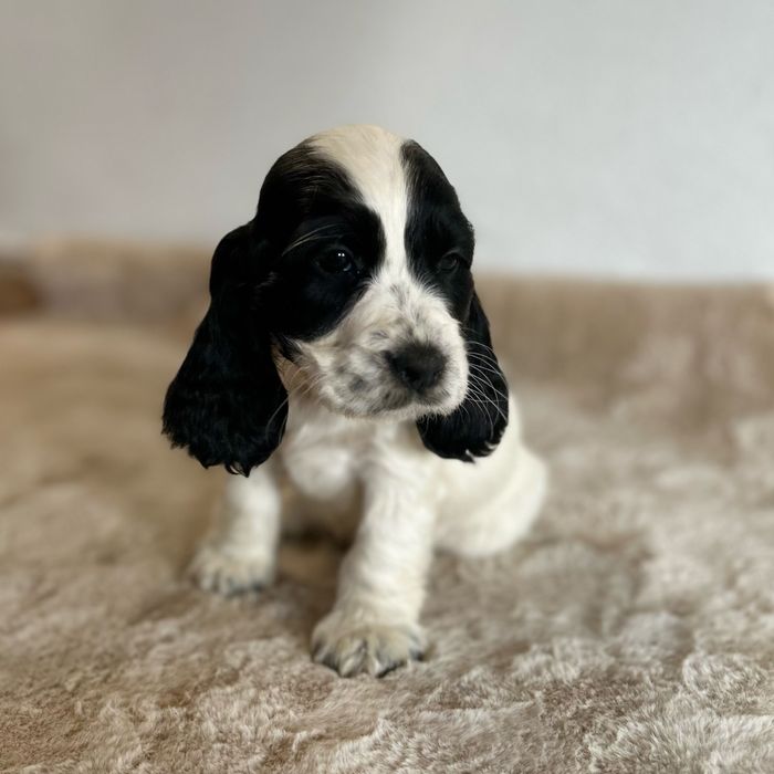 Cocker spaniel angielski