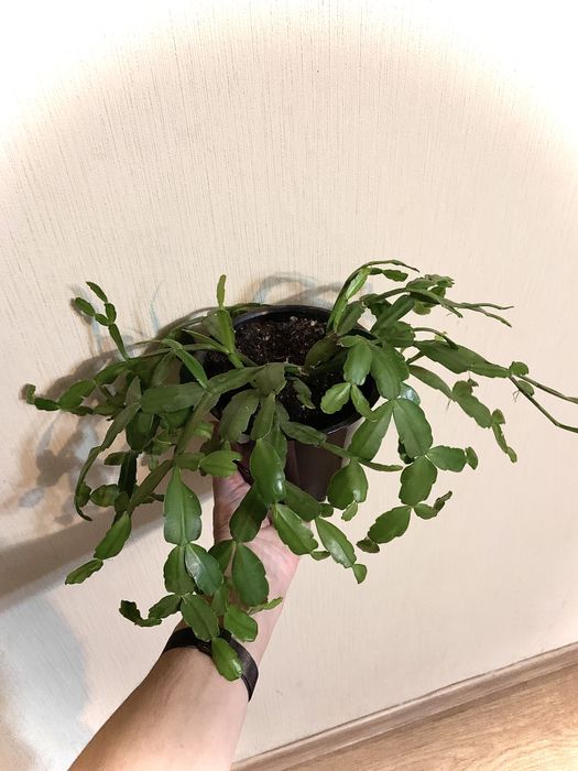 Різдвяник (декабрист)