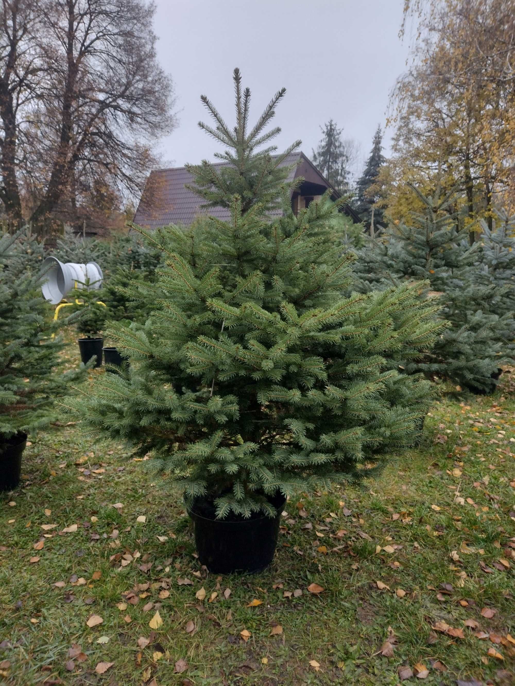 Świerk srebrny srebrzysty kłujący duży