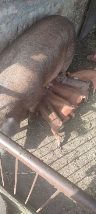 Поросята Дюрок + Дюрок ( чистий ) Місяць від опоросу