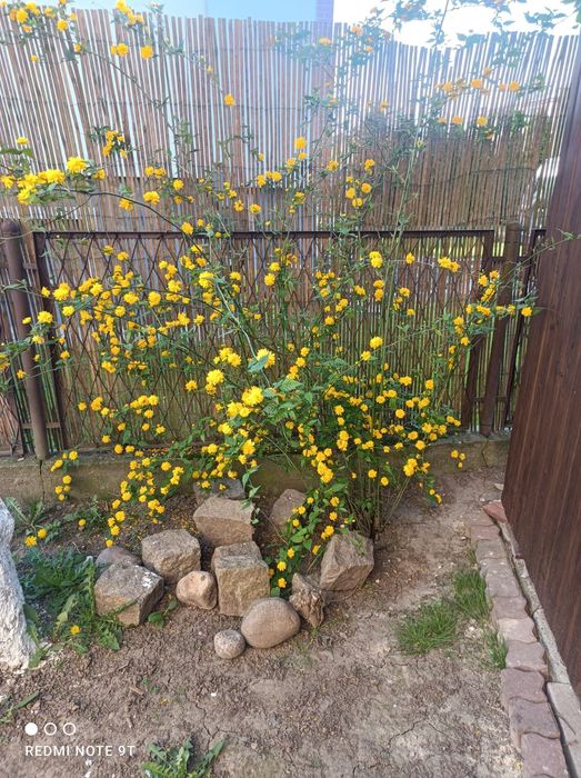 Hortensja, datury, miliny, kwiaty ogrodowe