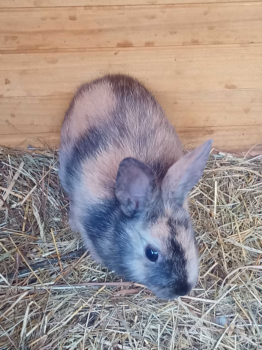 Króliki miniaturki.