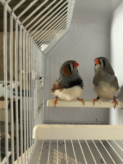 Goulds e mandarins bom preco