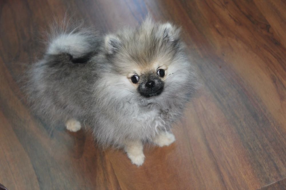 Szpic miniaturowy pomeranian