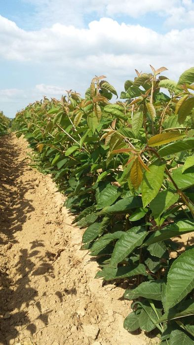 Drzewka czereśni Producent