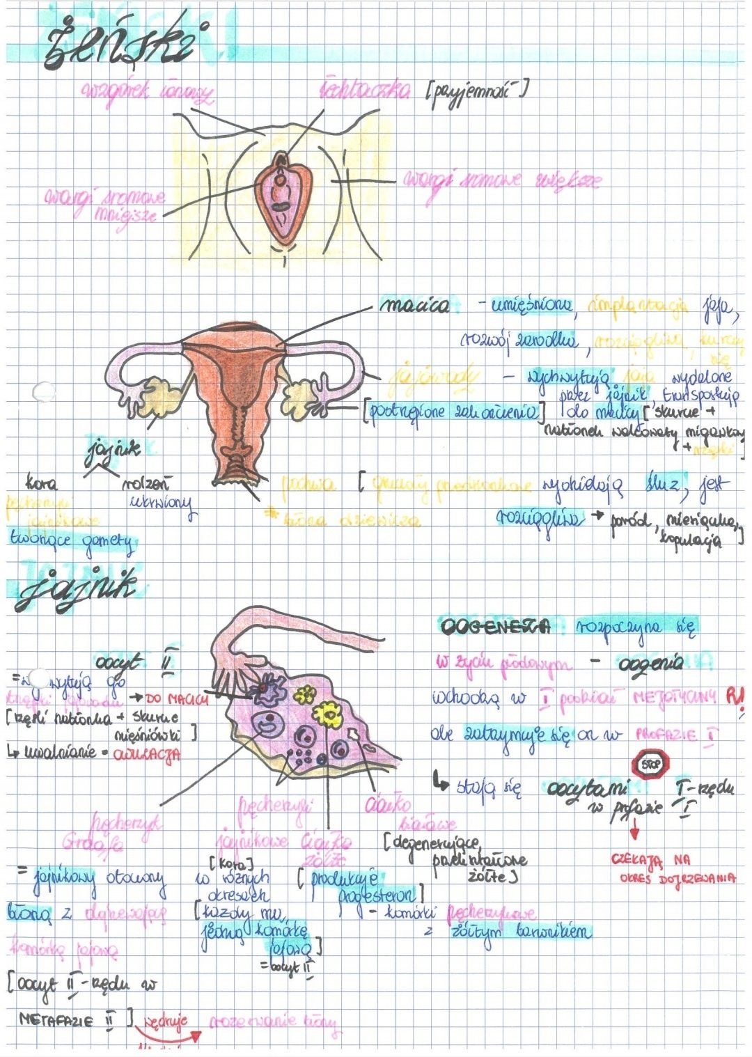 Notatki biologia rozszerzona