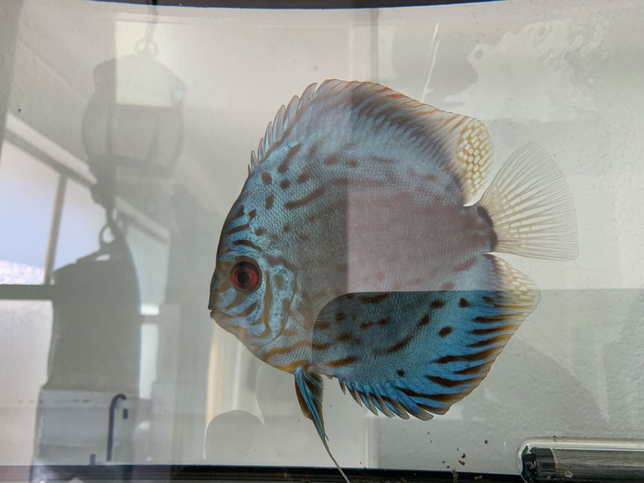 Vendo o meu casal fertil jovem/adulto de discus piwowarosky