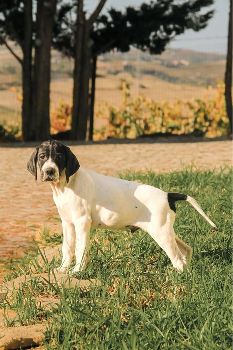Pointer Inglês Agapoint