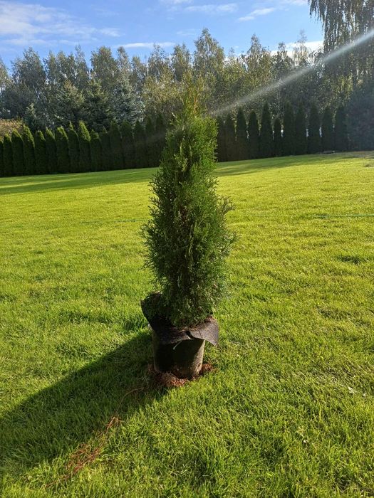 Tuje szmaragd polecam