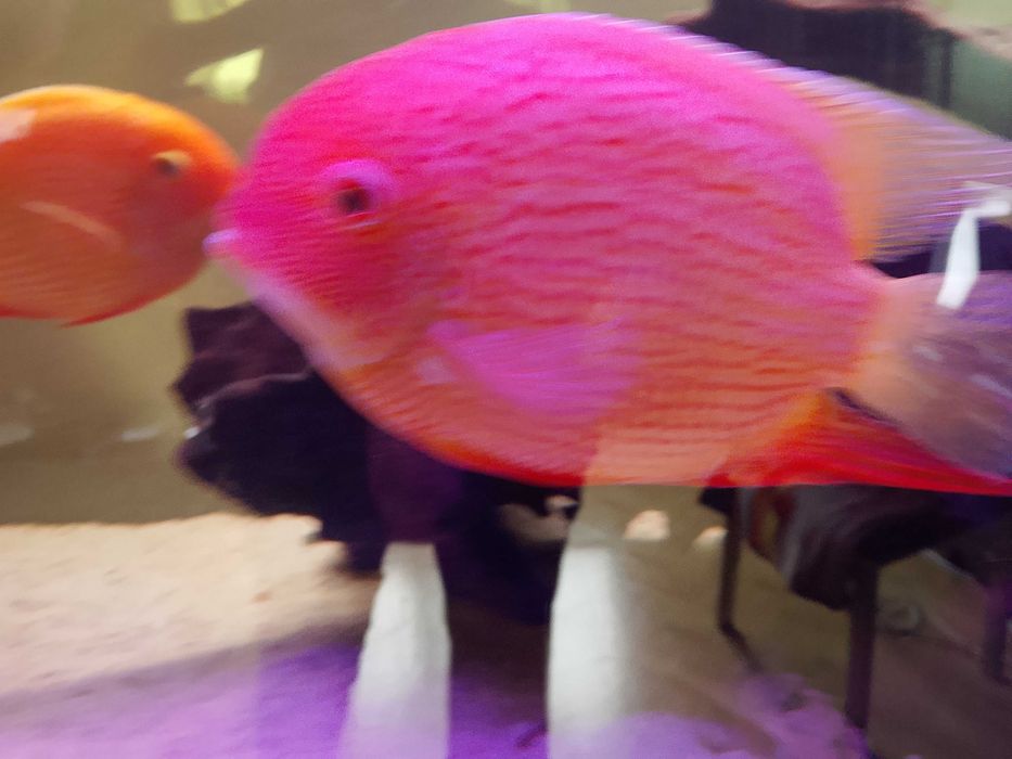 Pielęgnica severum